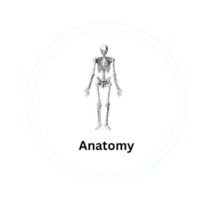 Anatomy Ppt
